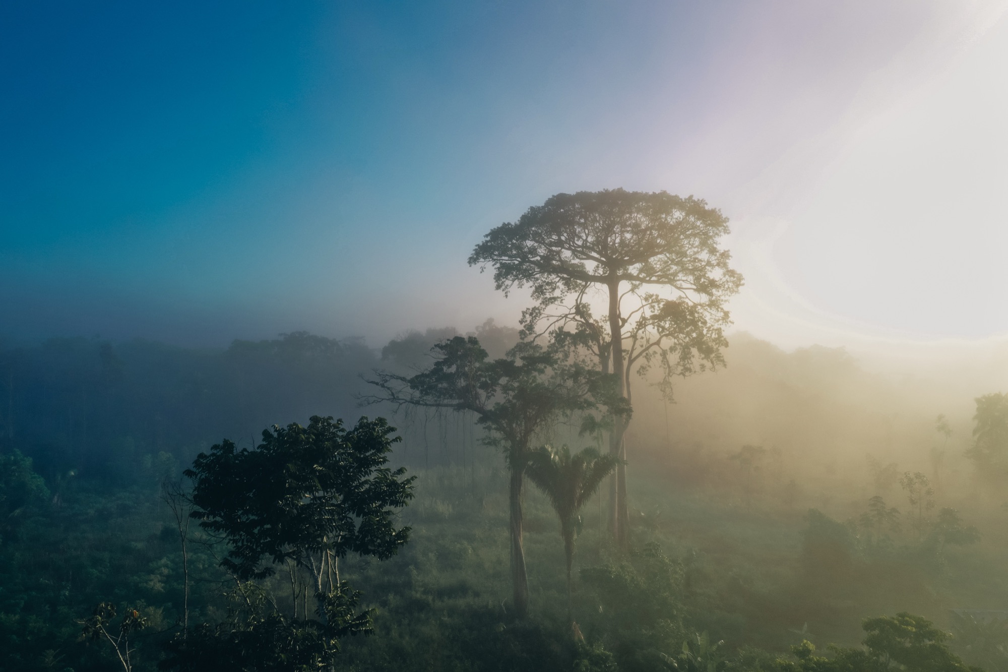 Forest canopy in the blue and golden mist of dawn