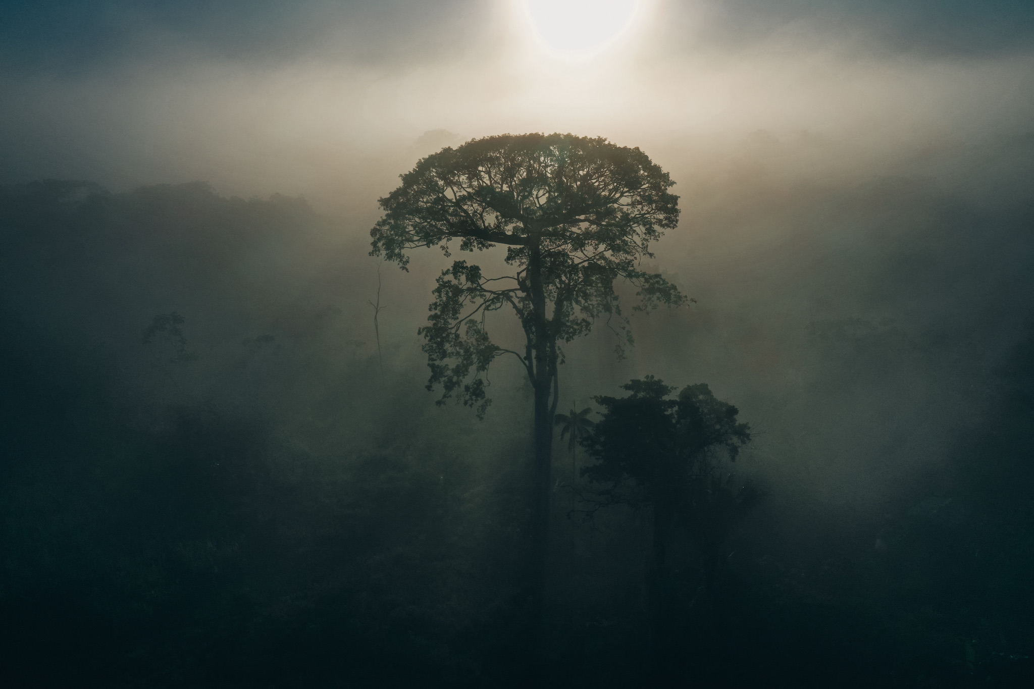 Samaúma tree rising above the forest mist at dawn